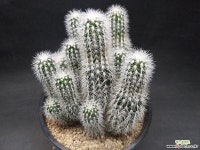 백자하-9101 다육식물