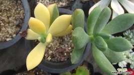 청성미인금21(적심2곳) 다육금