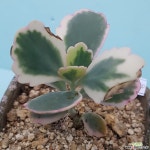 1-100호접무금 다육식물