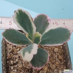 1-100호접무금 다육식물