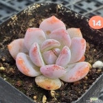 일본성영 다육식물