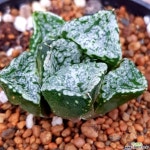 판도라 특가하월시아입니다 913 하월시아