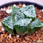 판도라 특가하월시아입니다 913 하월시아