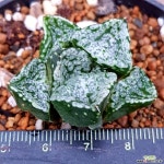 판도라 특가하월시아입니다 913 하월시아