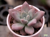 아메치스sp 3-0545 다육식물