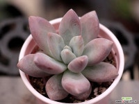 아메치스sp 3-0545 다육식물