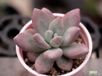 아메치스sp 3-0545 다육식물