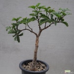cyphostemma  guinatum 아프리카식물