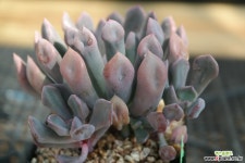 묵은큐피트 S9-468 다육식물