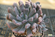 묵은큐피트 S9-468 다육식물