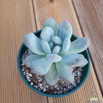 혜진이네다육농장