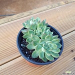 혜진이네다육농장