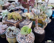 특가판매♡다빈치코드,마리드금,시트리나,청키,앙팡,마리아철화,헤리왓슨금,아메치스,모닝듀,비얀트,토오즈 11종 다육식물