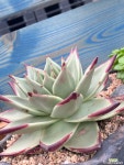 (원종) 슈퍼클론 특大 Echeveria Agavoides Ebony 다육식물