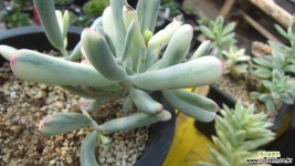 원종복랑금(잎장화상상처) 다육금