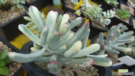 원종복랑금(잎장화상상처) 다육금