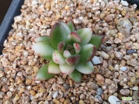 크리스마스금(46)ㅡ작아요 크게4센치 다육금