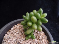 녹귀란535 다육식물