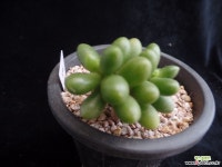 녹귀란535 다육식물