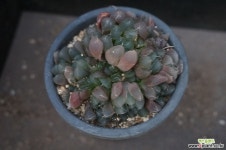 자옥로 26 다육식물