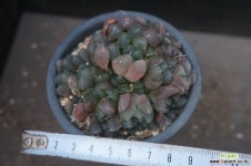 자옥로 26 다육식물