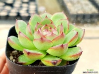 문스톤(중) 75-56 다육식물