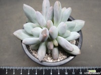 후레뉴-5301 다육식물