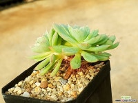 블렛블루아나 75-286 다육식물