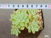 블렛블루아나 75-286 다육식물