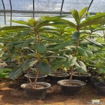 [글로벌농원] 비파나무 (키 1m) 화분묘 묘목