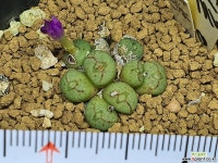 C. ectypum ssp . (움다우스) 코노피튬