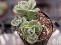 러블리로즈 군생 3-0934 다육식물