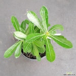 석화0923-566 다육식물