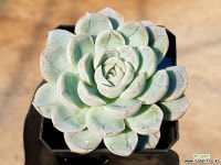 스노우볼(중) 16- 다육식물