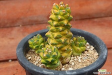 리치아이금 103 다육식물