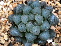 수정드레곤볼 1 하월시아