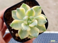 살구미인금 77-442 다육식물