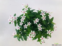 페어리스타(화이트) 목본류