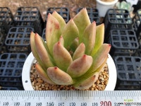 피그넷 다육식물