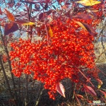 남천(1.0m전후)분 묘목