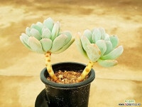 천키 21- 다육식물