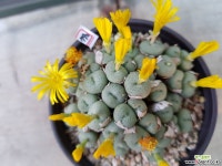 코노-약45두 코노피튬