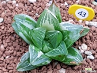 레튜사금 다육금