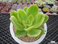 골든글로우금10-185 다육금