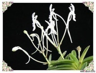 담로 풍란(보급종)