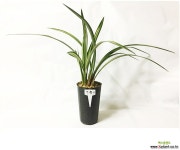 서황수/난/동양란/공기정화식물/꽃/분재/수반/옹기/공기/정화/식물/농장/나라아트 기타 동양란