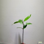 맹그로브오렌지 수입식물 오렌지 355019910 공기정화식물