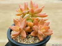 캘리포니아썬셋 24- 다육식물