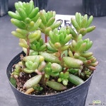 1003-850 천원상품