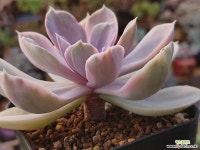 뉴헨의진주금 다육금